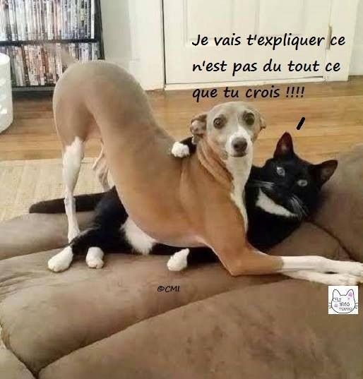 Chien et chat