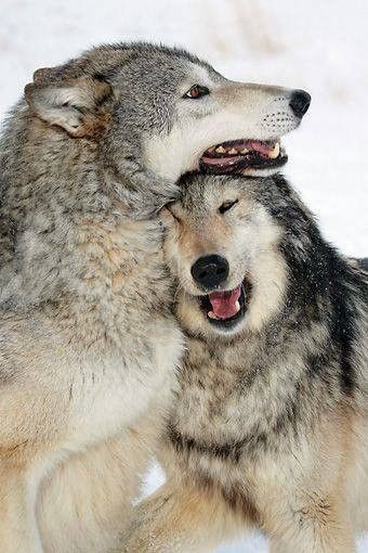 Loups