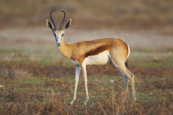 Antilope