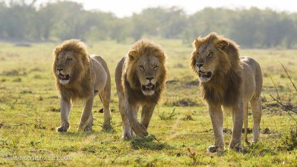 Photographie de Margot Raggett)