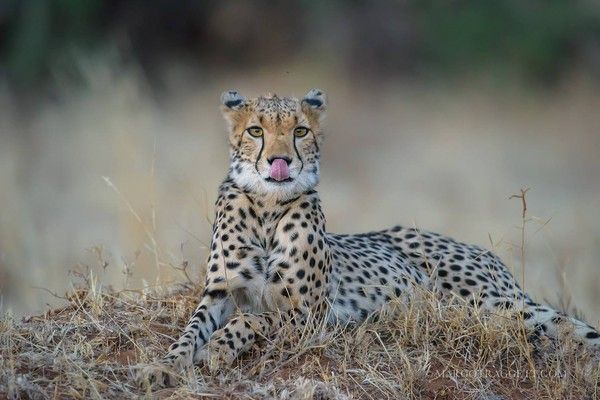 Photographie de Margot Raggett