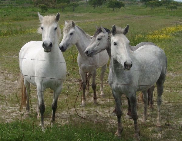 Chevaux