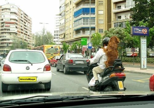 Et sans casque en plus!