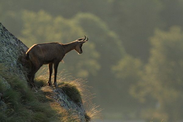 Chamois