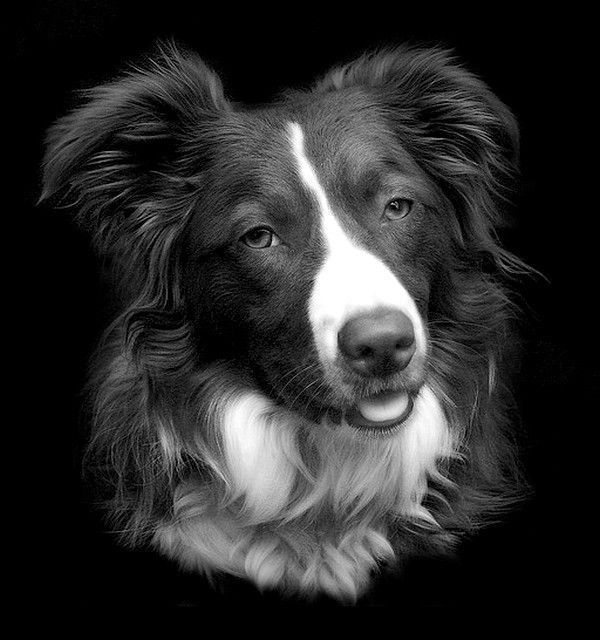 border collie