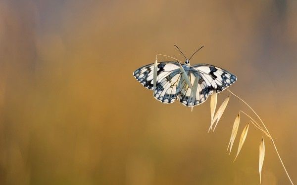 Papillon