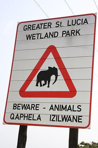 Attention, éléphants