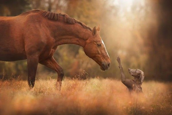 Cheval et chien