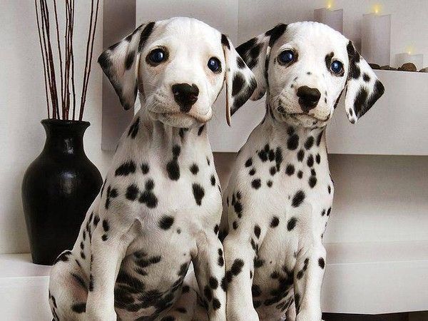 Dalmatiens