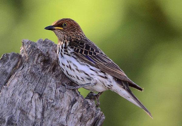 Etourneau améthyste, oiseau africain ( femelle )