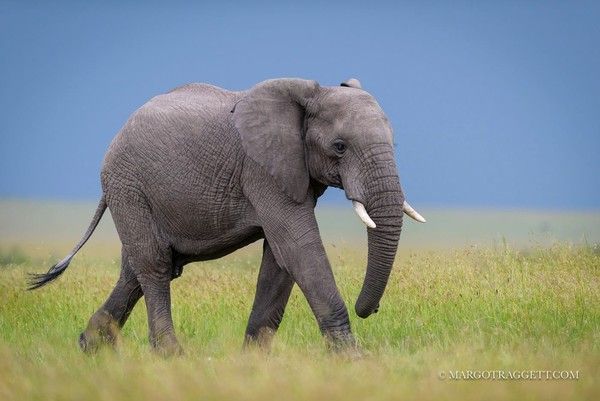 Photographie de Margot Raggett