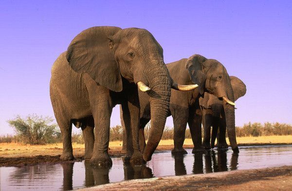 Elephants