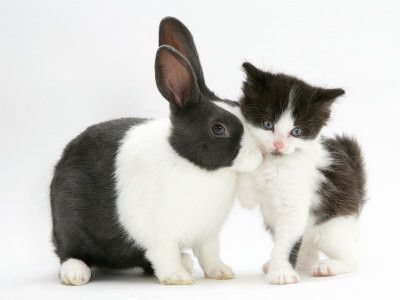 Chaton et bébé lapin