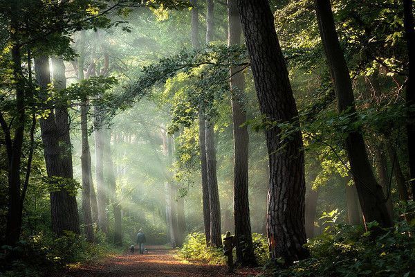 Ballade en forêt