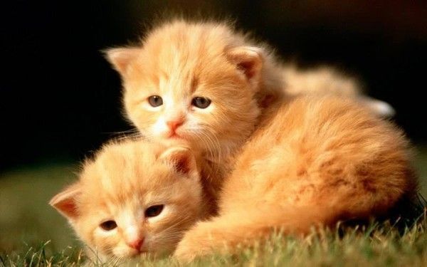 CHATONS