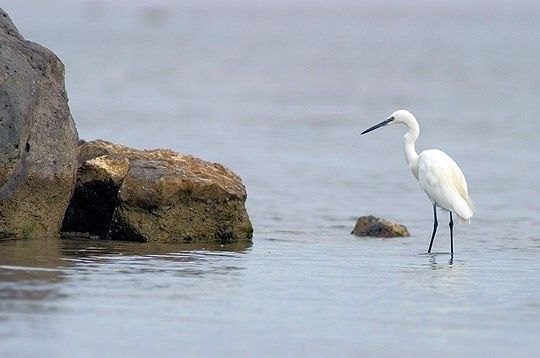 Aigrette