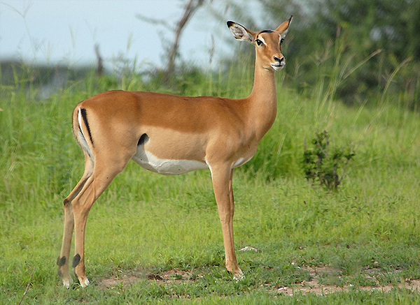 Impala