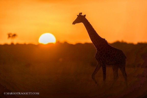 Photographie de Margot Raggett