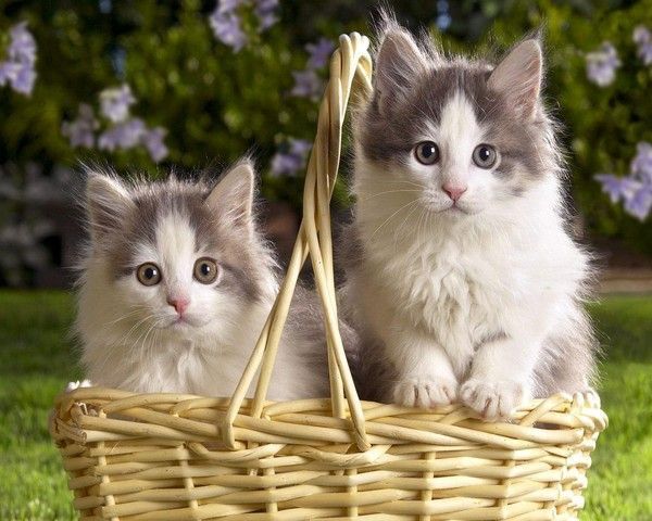 Chatons