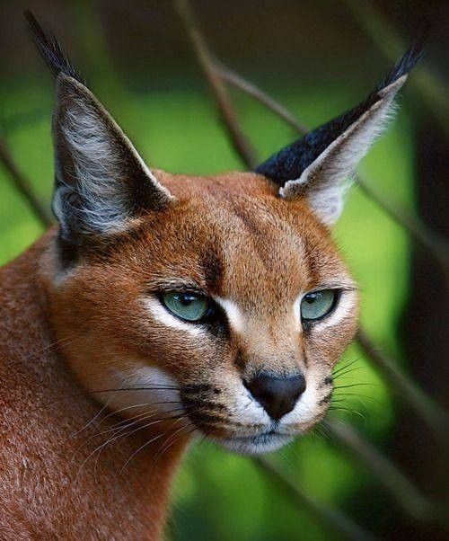 Caracal