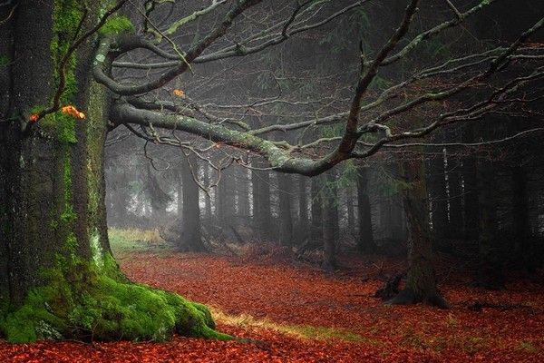 balade en forêt