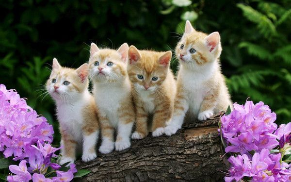 Chatons