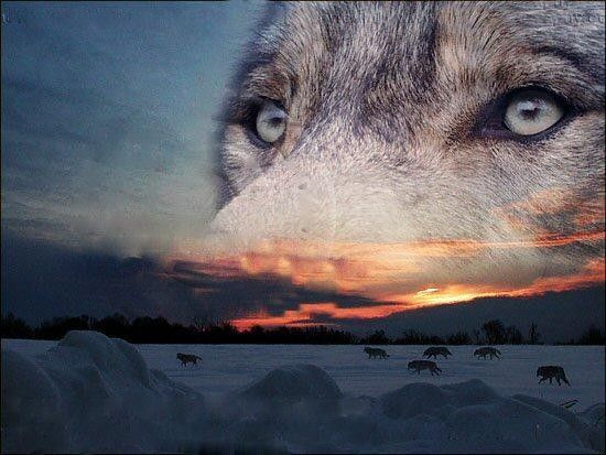 Loup