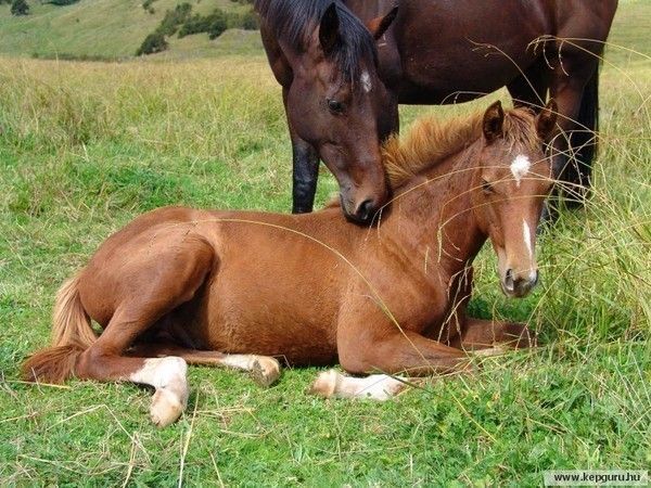 Chevaux