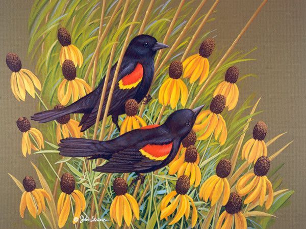 De John Sloane