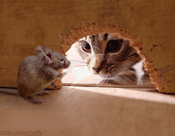 Un chat et une souris