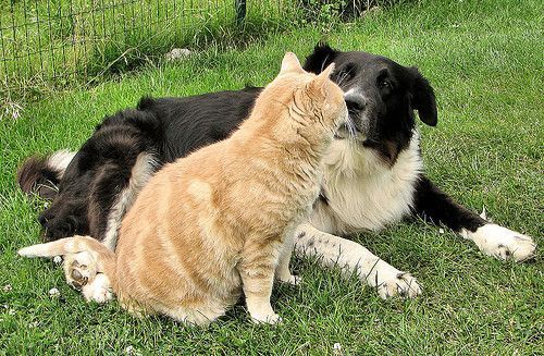 Chien et chat