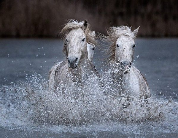 Chevaux