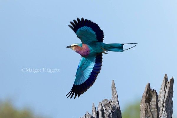 Photographie de Margot Raggett