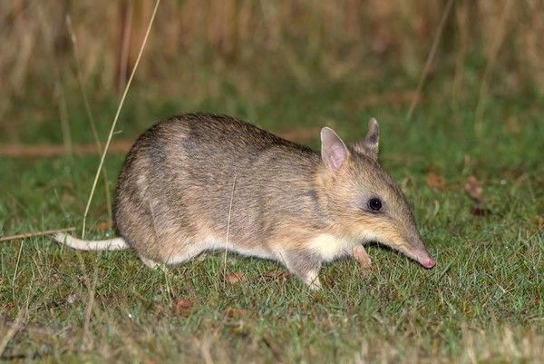 Bandicoot