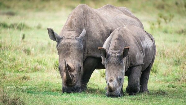 Photographie de Margot Raggett