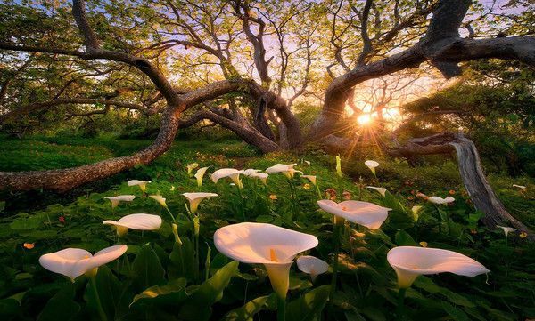 Photographie de Marc Adamus