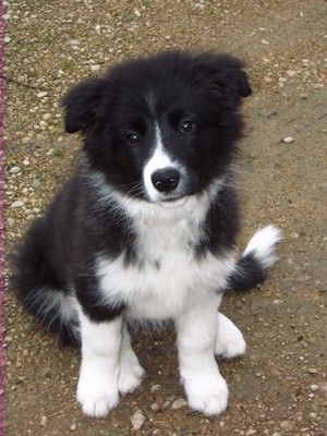 Chiot border collie