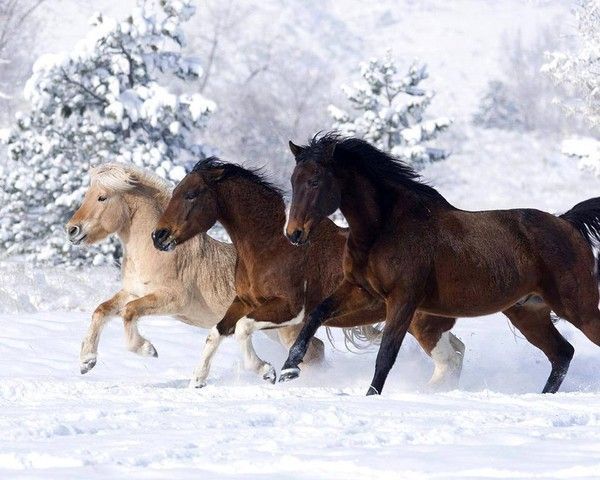 Chevaux