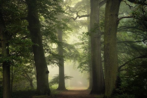 Ballade en forêt