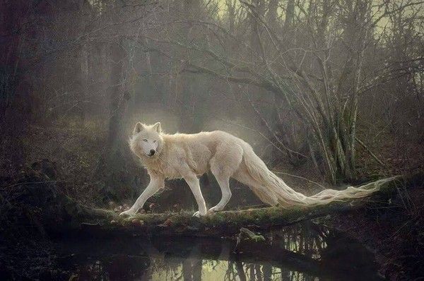 Loup