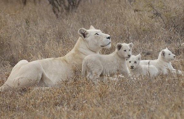 Lions blancs