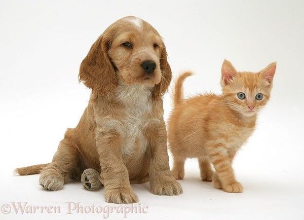 Chien et chat