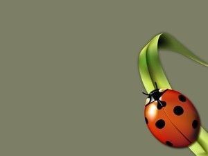 Coccinelle