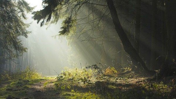 Promenade dans les bois