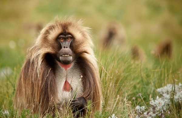 Gelada