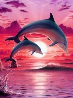 Dauphins