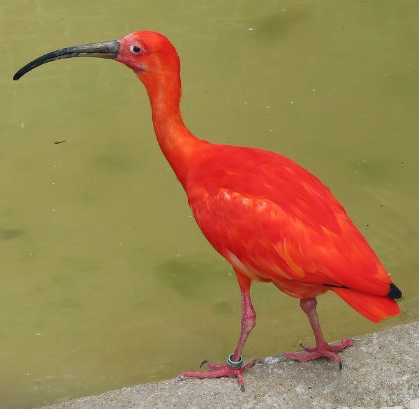 Ibis rouge