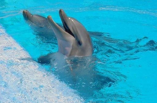 Dauphins