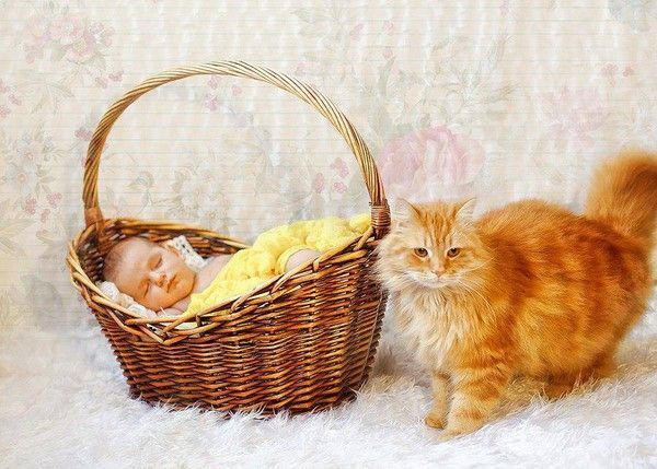 Bébé et chat