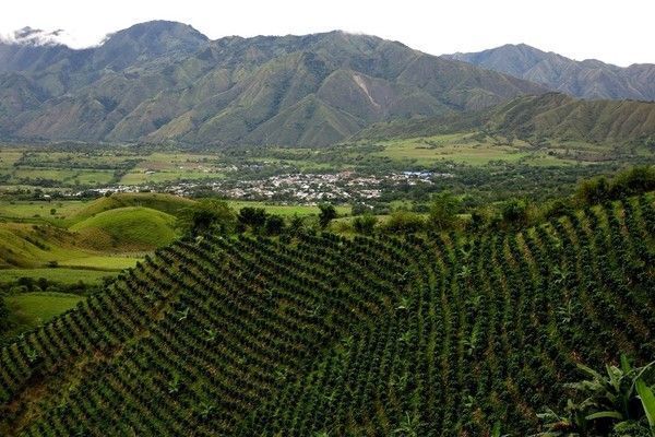 Plantation de café en Colombie